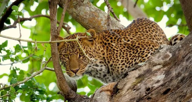 管中窺豹，可見一斑