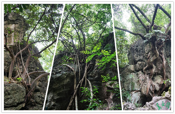 多彩貴州，魅力天下，2021年廣東博皓快樂貴州行-3