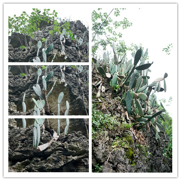 多彩貴州，魅力天下，2021年廣東博皓快樂貴州行-4