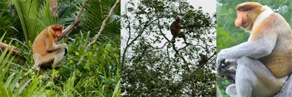 暢游碧海藍(lán)天,共筑團(tuán)隊(duì)夢想—博皓沙巴風(fēng)情之旅 -3