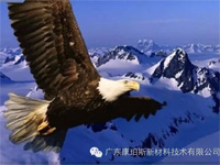 【博皓感悟】鷹的重生 【博皓感悟】鷹的重生